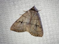 Brown Panopoda Moth